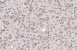 Anti-IFIT3 antibody [HL2469] used in IHC (Paraffin sections) (IHC-P). GTX638818