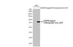 Anti-Chikungunya virus nsP3 antibody [HL2479] used in Western Blot (WB). GTX638828