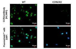 Anti-CCR4 antibody [HL2481] used in Immunocytochemistry/ Immunofluorescence (ICC/IF). GTX638830