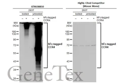 Anti-CCR4 antibody [HL2492] used in Western Blot (WB). GTX638850