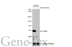Anti-CD73 antibody [HL2493] used in Western Blot (WB). GTX638851