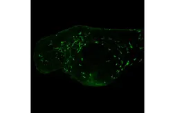 Anti-Lcp1 antibody [HL2501] used in IHC (Whole mount) (IHC-Wm). GTX638859