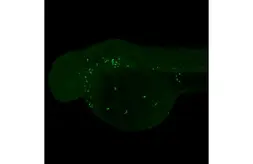 Anti-Mpx antibody [HL2505] used in IHC (Whole mount) (IHC-Wm). GTX638863