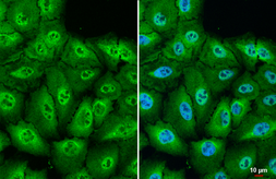 Anti-RanBP16 antibody [HL2510] used in Immunocytochemistry/ Immunofluorescence (ICC/IF). GTX638871