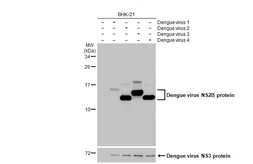 Anti-Dengue virus NS2B protein antibody [HL2513] used in Western Blot (WB). GTX638874