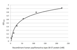 Anti-Human Papillomavirus type 18 E7 antibody [HL2522] used in ELISA (ELISA). GTX638883