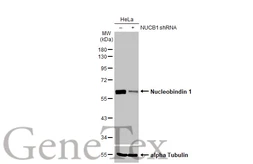 Anti-Nucleobindin 1 antibody [HL2532] used in Western Blot (WB). GTX638901