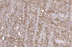 Anti-KCC2 antibody [HL2535] used in IHC (Paraffin sections) (IHC-P). GTX638904