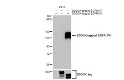 Anti-EGFR VIII antibody [HL2541] used in Western Blot (WB). GTX638910