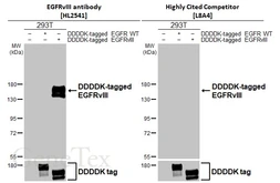 Anti-EGFRvIII antibody [HL2541] used in Western Blot (WB). GTX638910