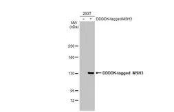 Anti-MSH3 antibody [HL2546] used in Western Blot (WB). GTX638918