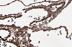 Anti-PRG2 antibody [HL2547] used in IHC (Paraffin sections) (IHC-P). GTX638919