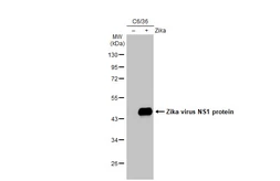 Anti-Zika virus NS1 protein antibody [HL2567] used in Western Blot (WB). GTX638945