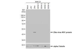 Anti-Zika virus NS1 protein antibody [HL2567] used in Western Blot (WB). GTX638945