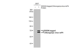 Anti-Chikungunya virus nsP4 antibody [HL2580] used in Western Blot (WB). GTX638958
