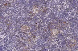 Anti-tPA antibody [HL2585] used in IHC (Paraffin sections) (IHC-P). GTX639036