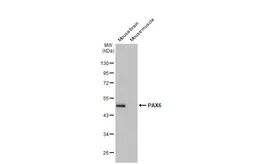 Anti-PAX6 antibody [HL2599] used in Western Blot (WB). GTX639051