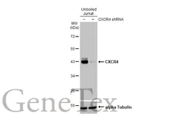 Anti-CXCR4 antibody [HL2612] used in Western Blot (WB). GTX639064