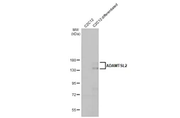 Anti-ADAMTSL2 antibody [HL2616] used in Western Blot (WB). GTX639070