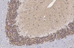 Anti-KCC2 antibody [HL2625] used in IHC (Paraffin sections) (IHC-P). GTX639081