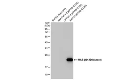 Anti-RAS (G12D Mutant) antibody [HL2640] used in Western Blot (WB). GTX639096