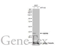 Anti-HAP40 antibody [HL2641] used in Western Blot (WB). GTX639097