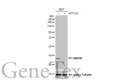 Anti-HAP40 antibody [HL2642] used in Western Blot (WB). GTX639098