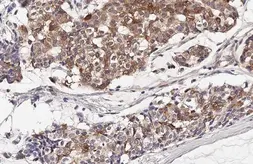 Anti-IL2 antibody [HL2645] used in IHC (Paraffin sections) (IHC-P). GTX639104