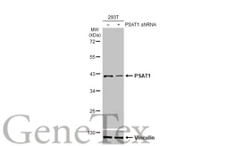 Anti-PSAT1 antibody [HL2663] used in Western Blot (WB). GTX639327