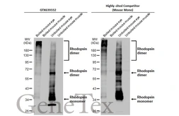 Anti-Rhodopsin antibody [HL2668] used in Western Blot (WB). GTX639332