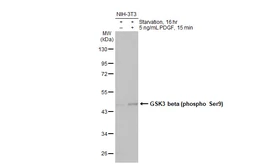 Anti-GSK3 beta (phospho Ser9) antibody [HL2671] used in Western Blot (WB). GTX639335