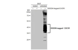 Anti-CXCR1 antibody [HL2674] used in Western Blot (WB). GTX639338