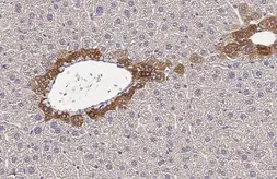 Anti-CXCR1 antibody [HL2674] used in IHC (Paraffin sections) (IHC-P). GTX639338