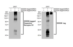 Anti-Dopamine Receptor D1 antibody [HL2680] used in Western Blot (WB). GTX639344
