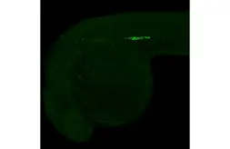 Anti-Vasa antibody [HL2485-MS] used in IHC (Whole mount) (IHC-Wm). GTX639347