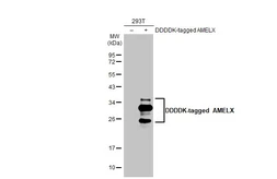 Anti-AMELX antibody [HL2683] used in Western Blot (WB). GTX639348