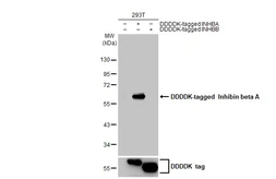 Anti-Inhibin beta A antibody [HL2696] used in Western Blot (WB). GTX639447