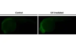 Anti-p53 antibody [HL2697] used in IHC (Whole mount) (IHC-Wm). GTX639448