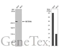 Anti-SETD1A antibody [HL2707] used in Western Blot (WB). GTX639461