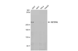 Anti-SETD1A antibody [HL2707] used in Western Blot (WB). GTX639461