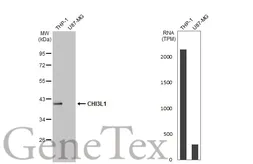 Anti-CHI3L1 antibody [HL2708] used in Western Blot (WB). GTX639462