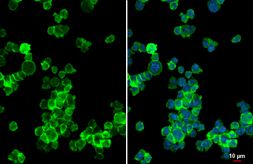 Anti-CHI3L1 antibody [HL2708] used in Immunocytochemistry/ Immunofluorescence (ICC/IF). GTX639462