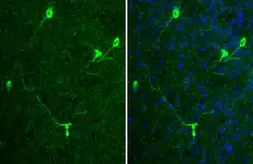 Anti-Tyrosine Hydroxylase antibody [HL2721] used in IHC (Frozen sections) (IHC-Fr). GTX639548