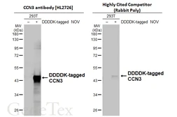 Anti-CCN3 antibody [HL2726] used in Western Blot (WB). GTX639554
