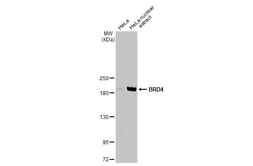 Anti-BRD4 antibody [HL2729] used in Western Blot (WB). GTX639557