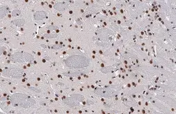Anti-BRD4 antibody [HL2729] used in IHC (Paraffin sections) (IHC-P). GTX639557