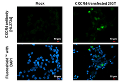 Anti-CXCR4 antibody [HL2734] used in Immunocytochemistry/ Immunofluorescence (ICC/IF). GTX639562