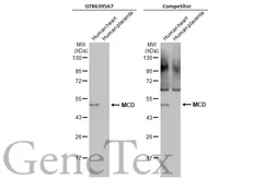 Anti-MCD antibody [HL2738] used in Western Blot (WB). GTX639567