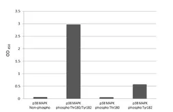 Anti-p38 MAPK (phospho Thr180 / Tyr182) antibody [HL2742] used in  (). GTX639571
