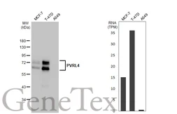 Anti-PVRL4 antibody [HL2758] used in Western Blot (WB). GTX639621